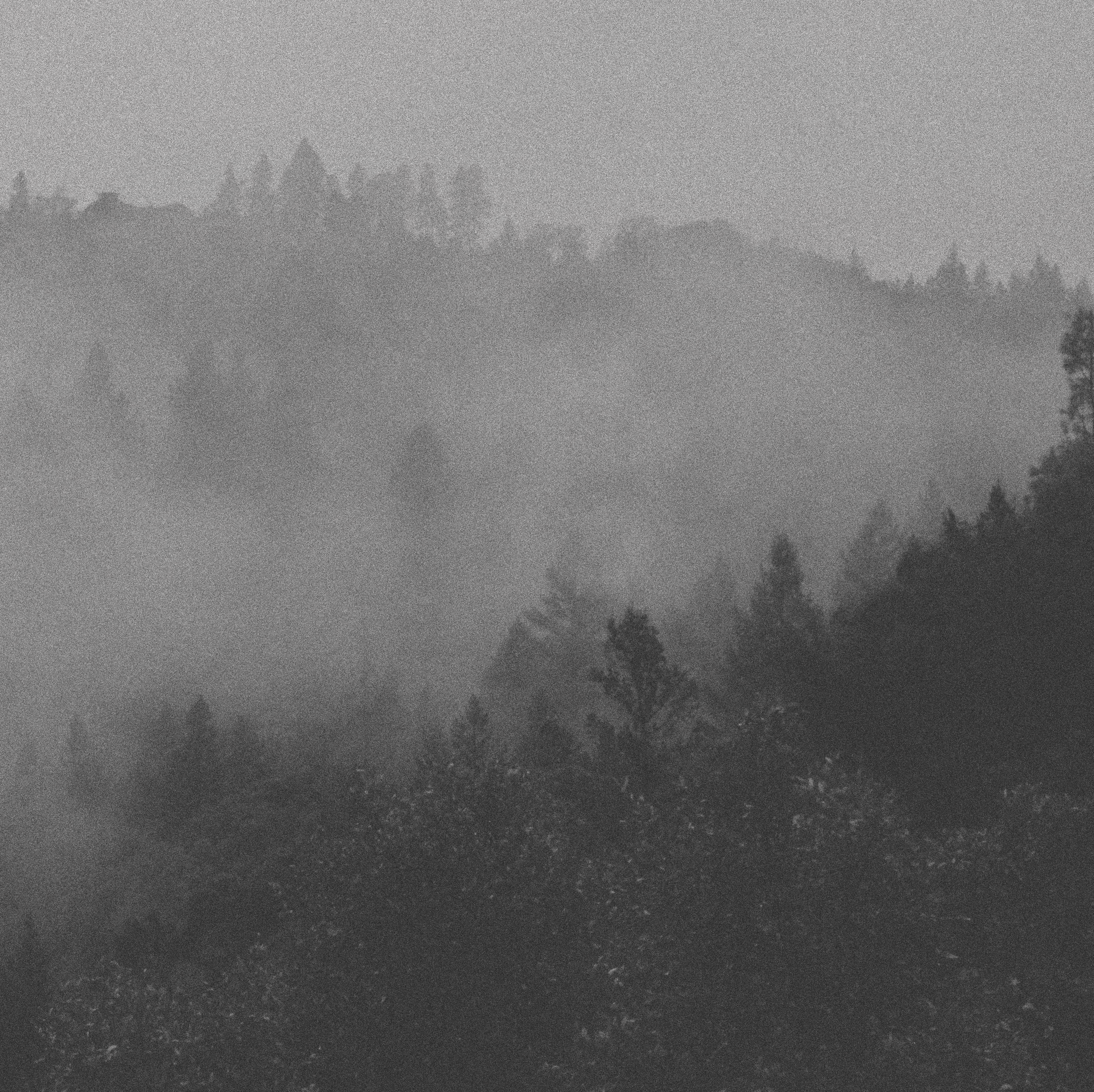 trees and fog with a distant house on a hill in black and white