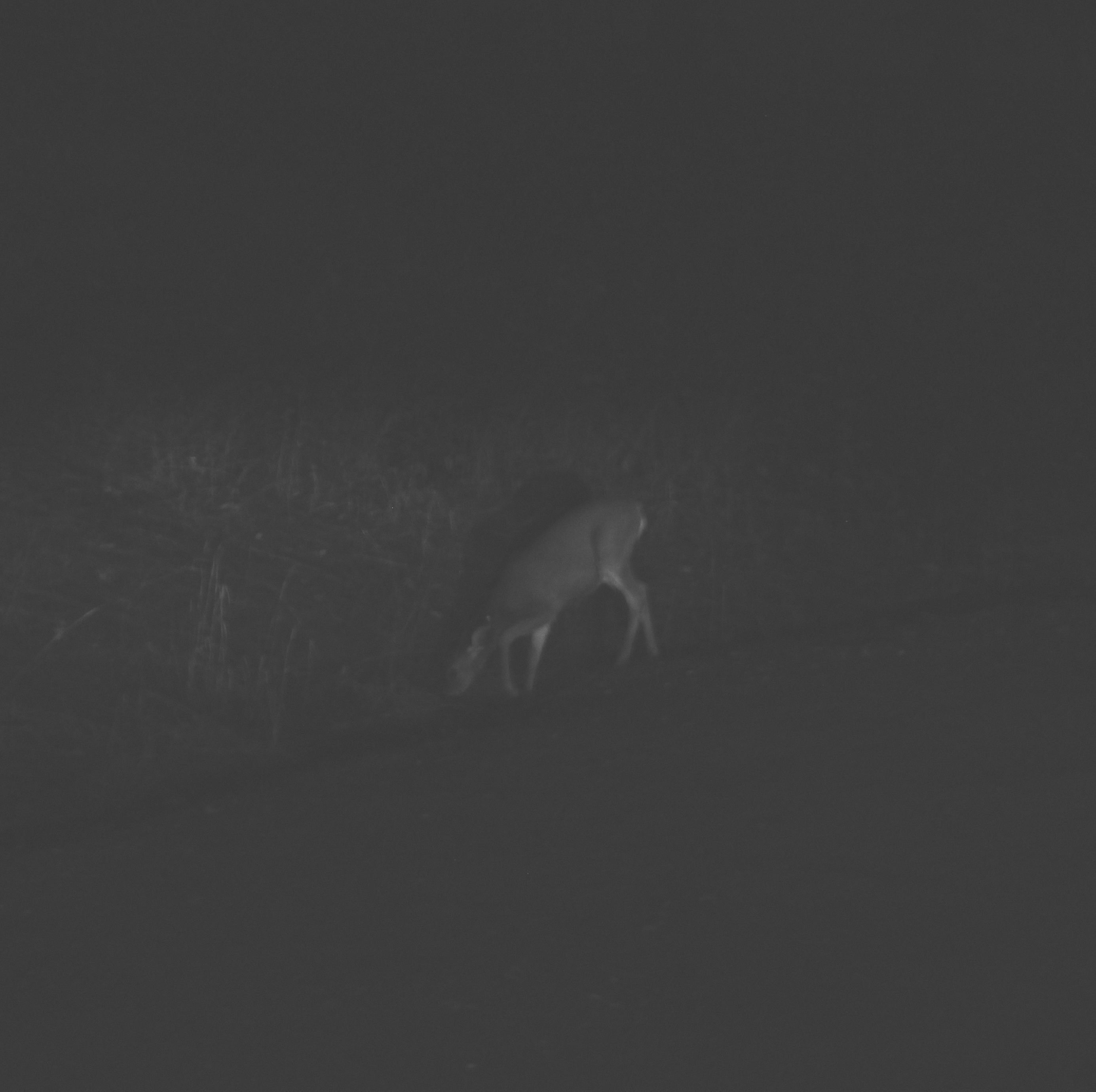 black and white photo of a deer barely visible in the night