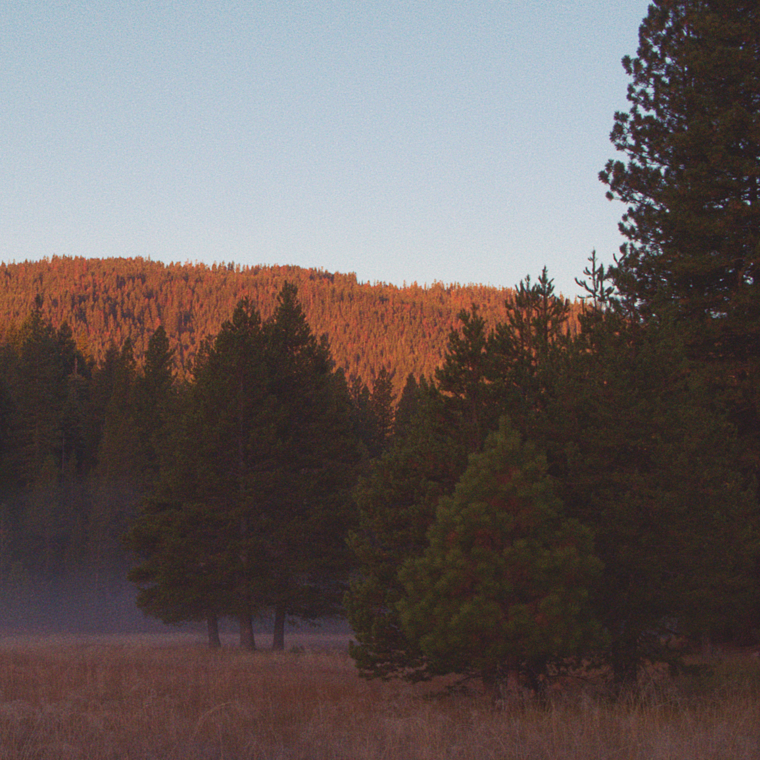 pine trees in a shadowy field, sun shining on the hills above in the background