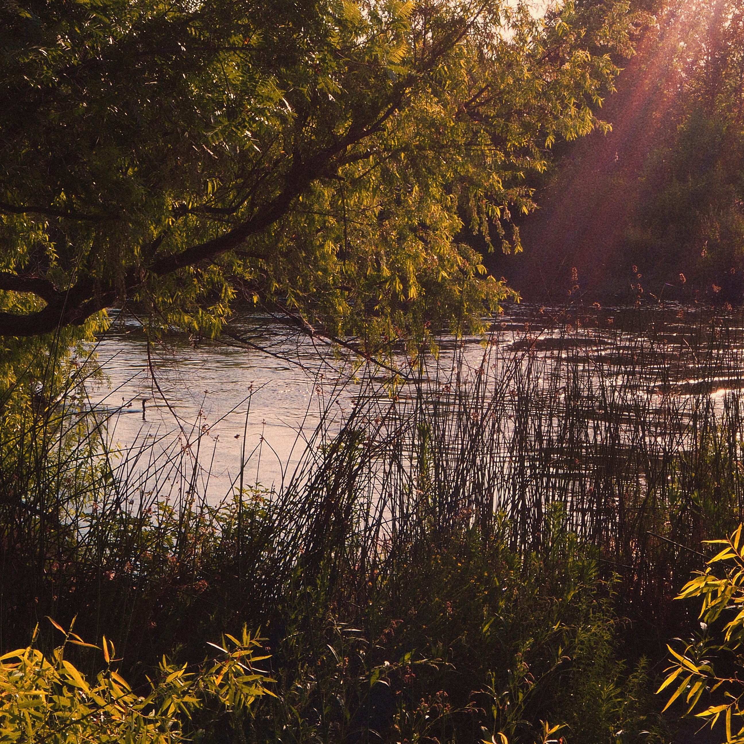 trees and shrubs in front of a shimmering creek, low light shining through