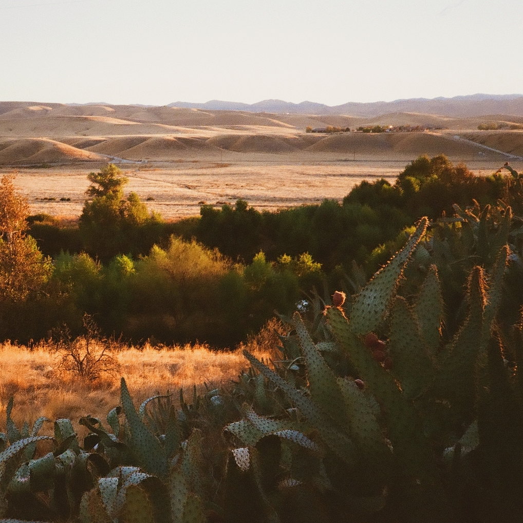 cactus in the foreground with oak trees and tan hills in the background