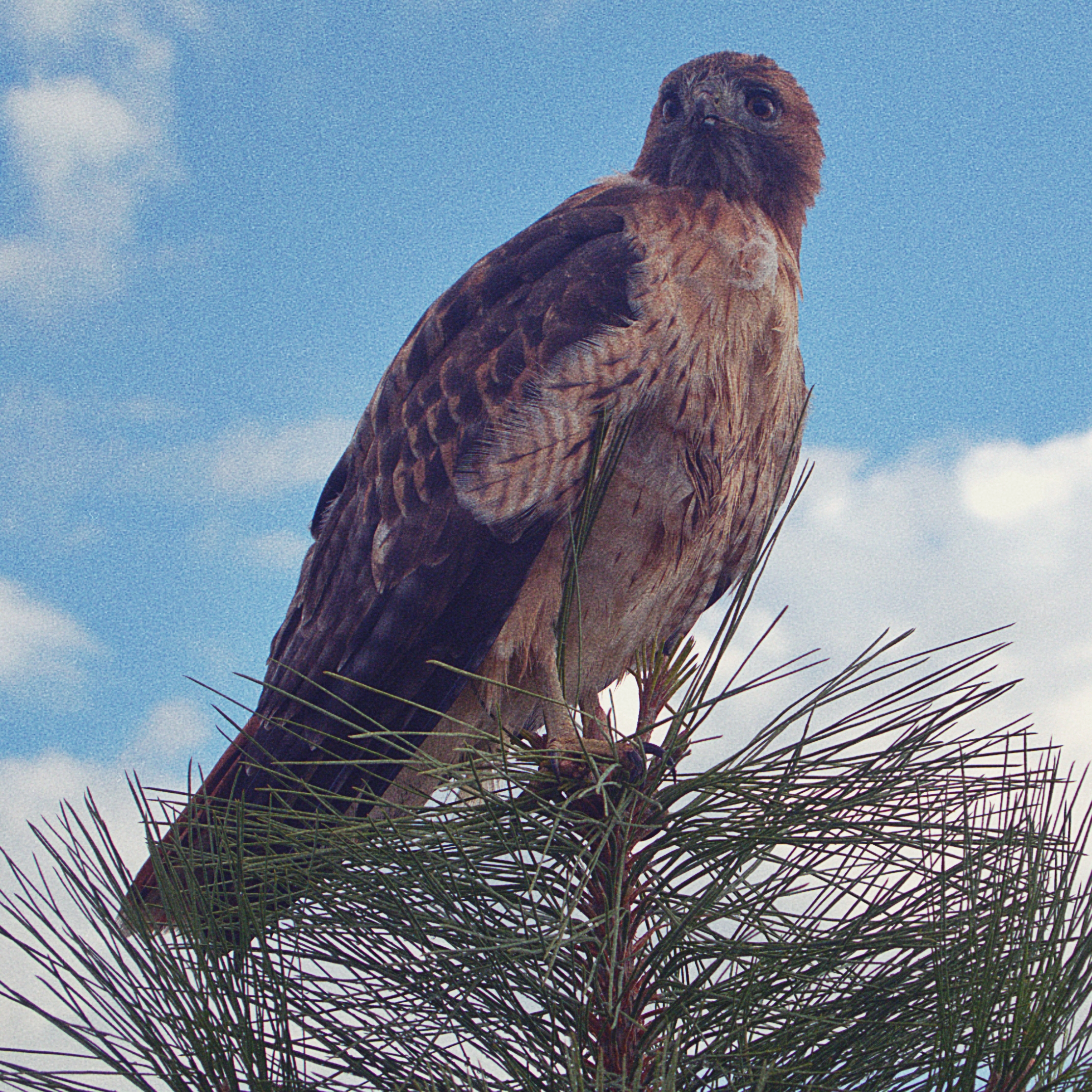 red-tailed hawk perched on a tree branch