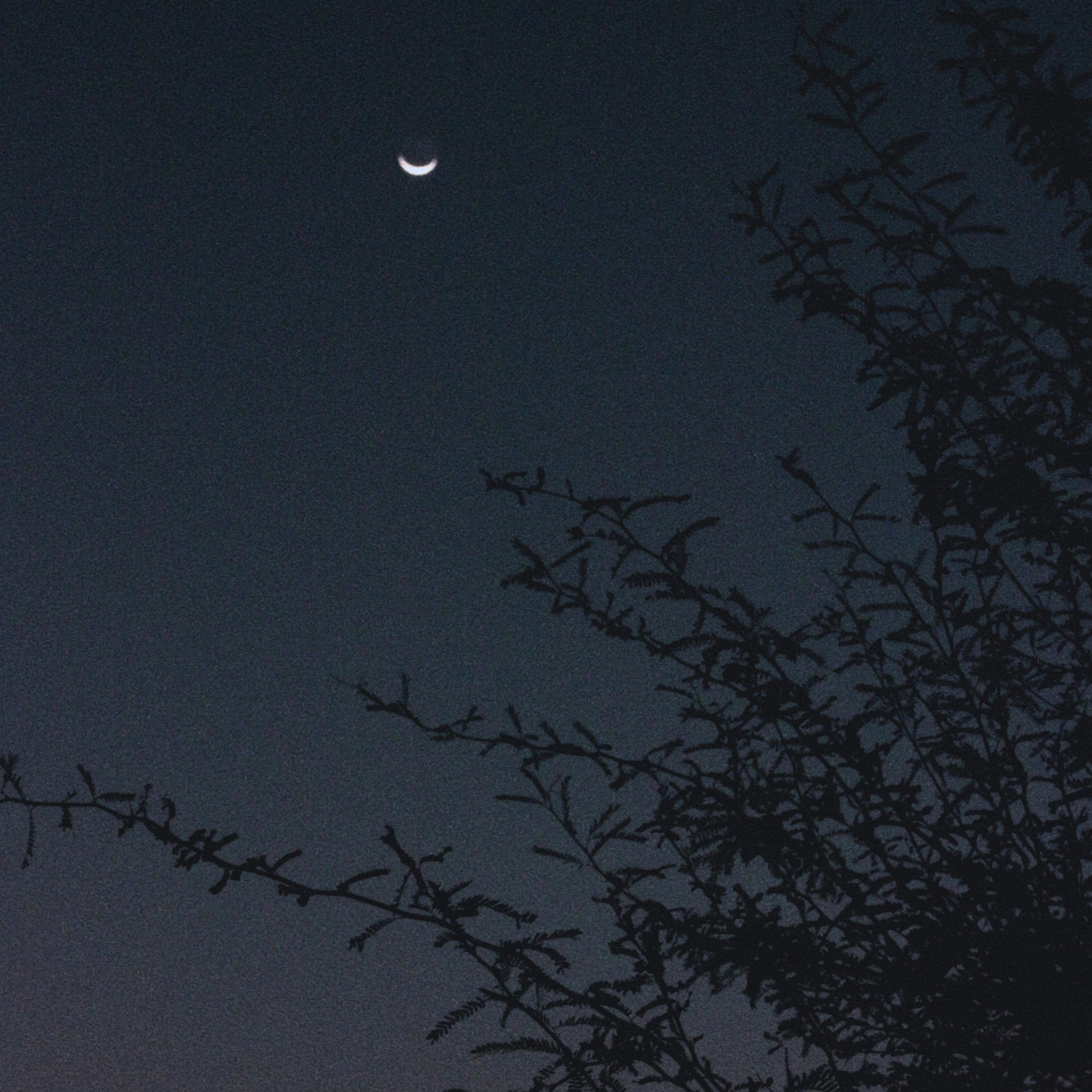 crescent moon above the silhouette of tree branches in the dying light