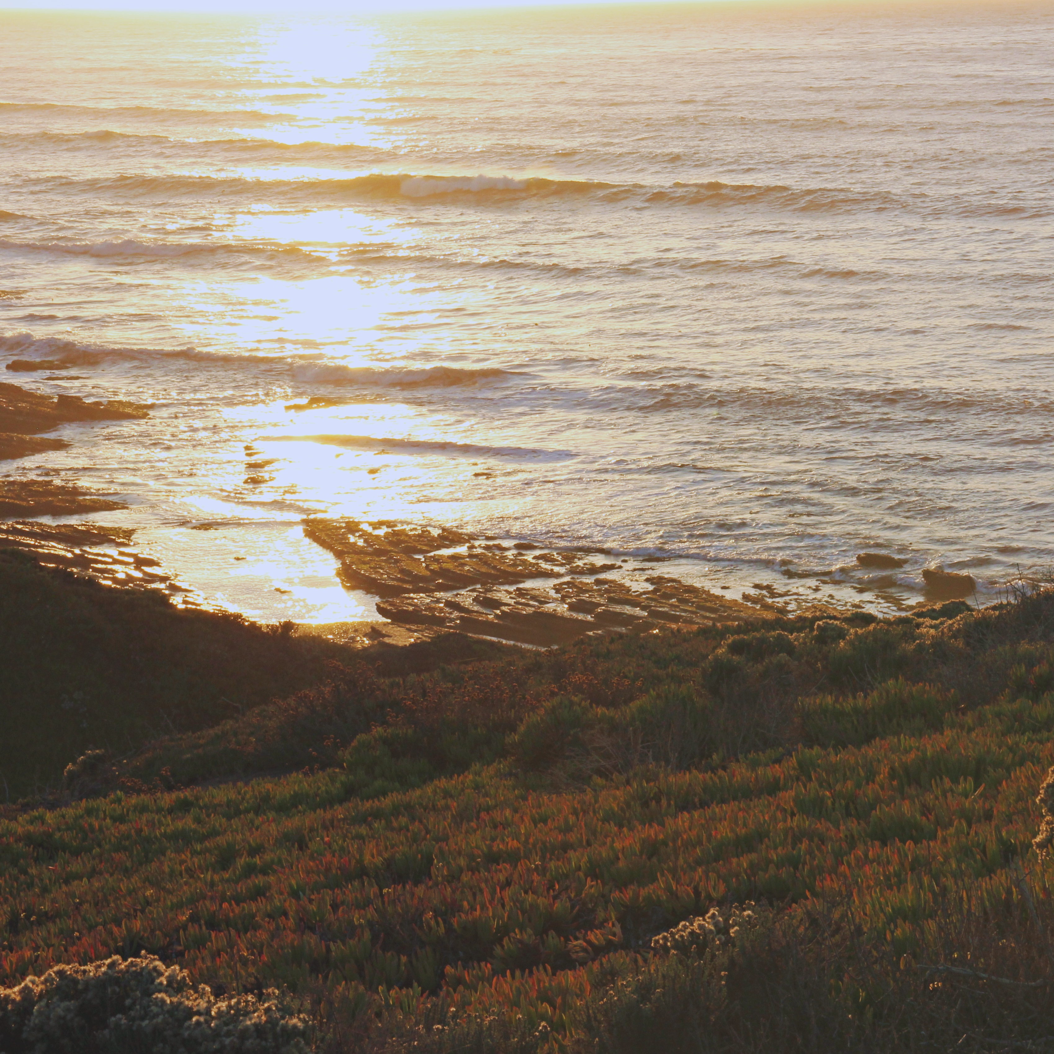 sun reflecting on the ocean below a grassy hill with wildflowers