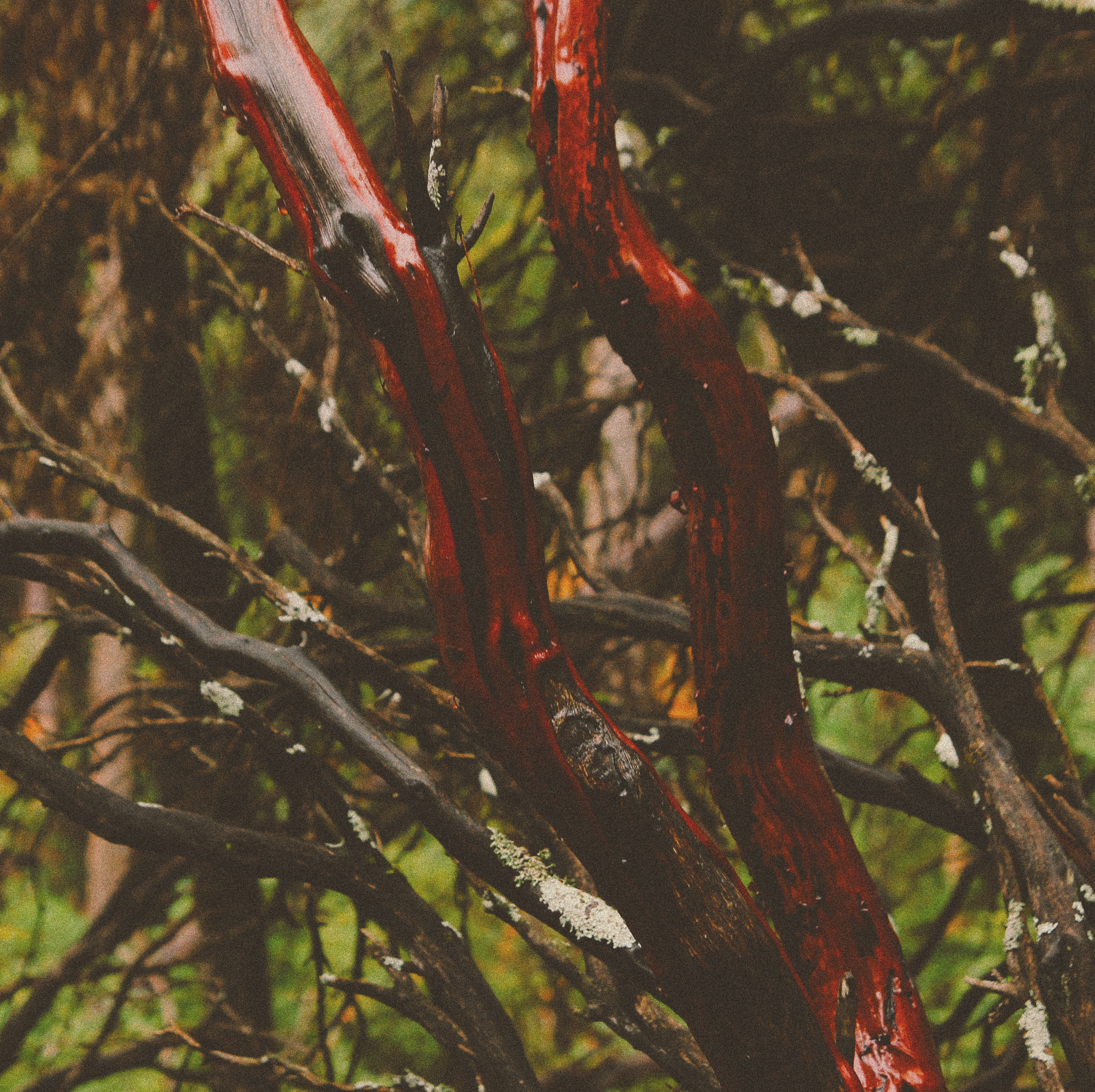 two bright red tree branches growing in front of a green and brown canopy