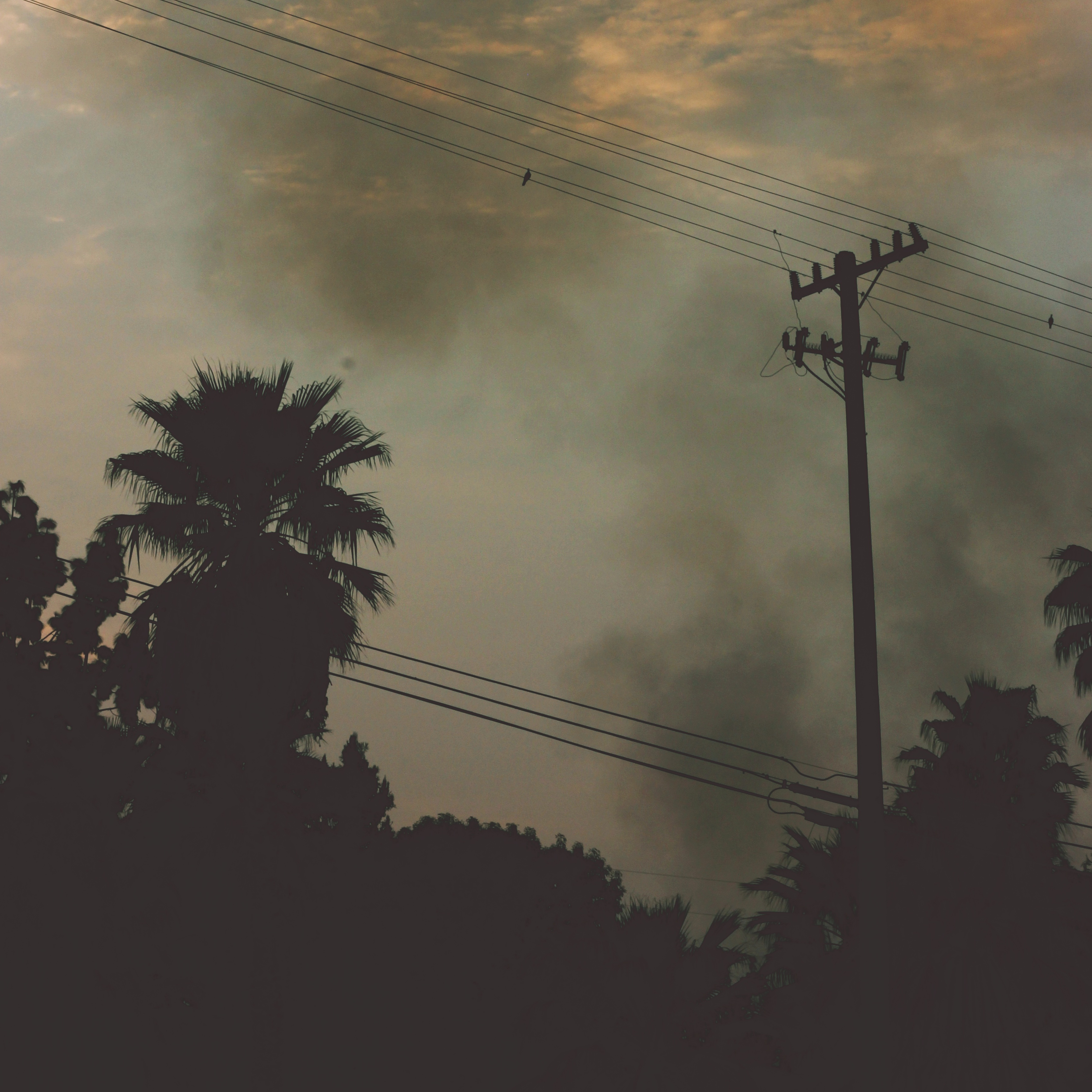silhouettes of palm trees and a telephone pole with smoke from a fire in the background