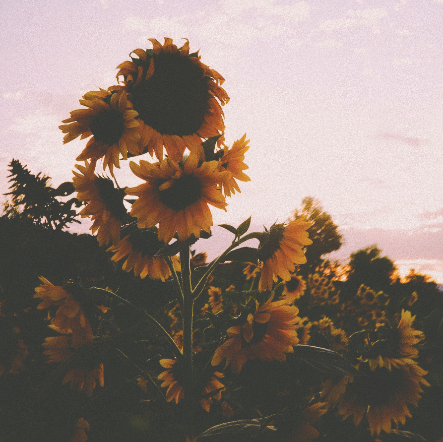 group of large sunflowers in front of a pinkish sky