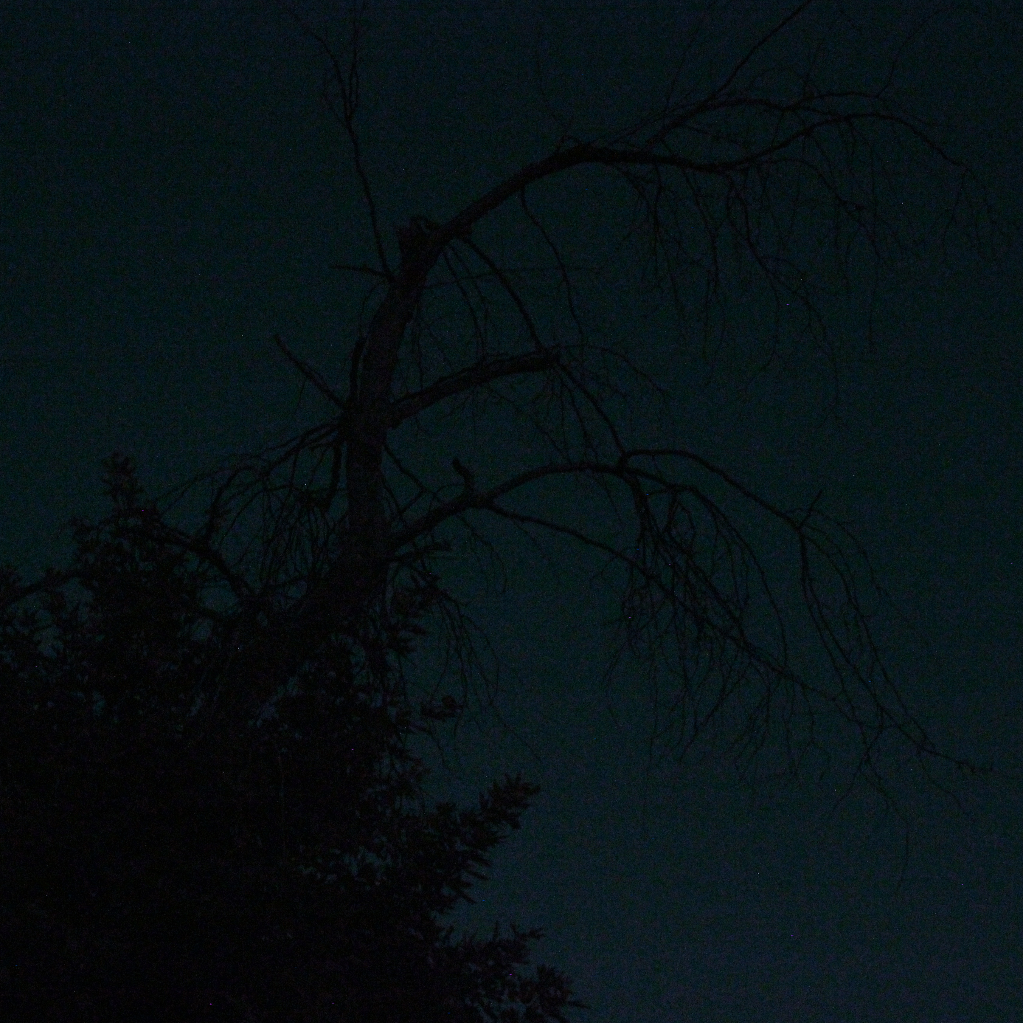 silhouette of a dead tree branch extending like a skeletal hand against a nearly pitch black sky