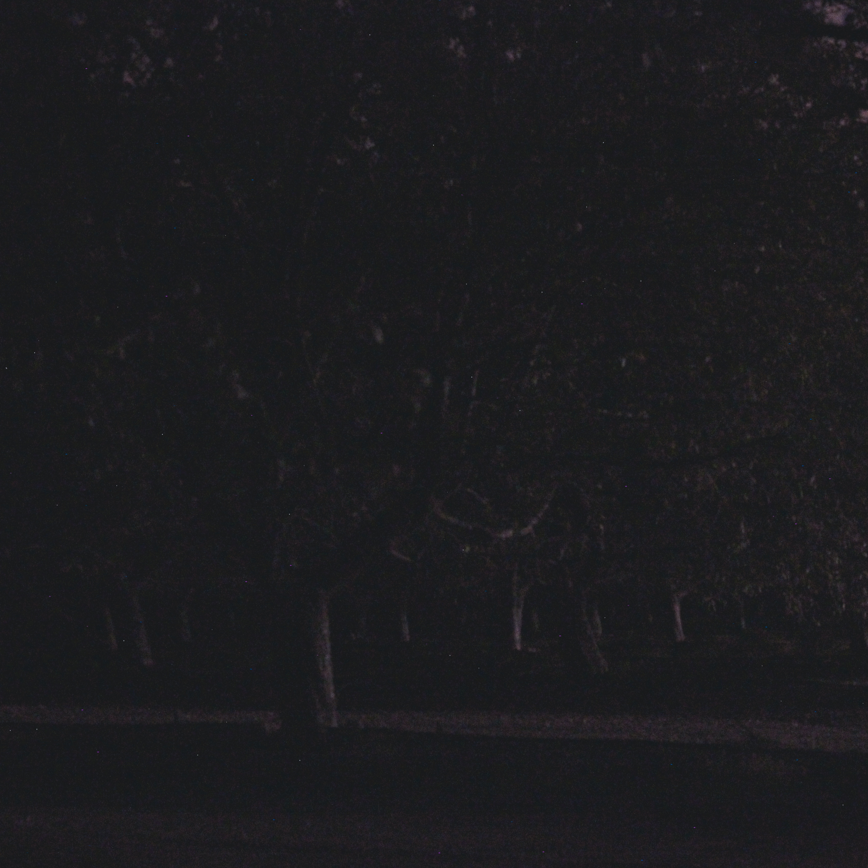almond trees in an orchard, barely visible in the night