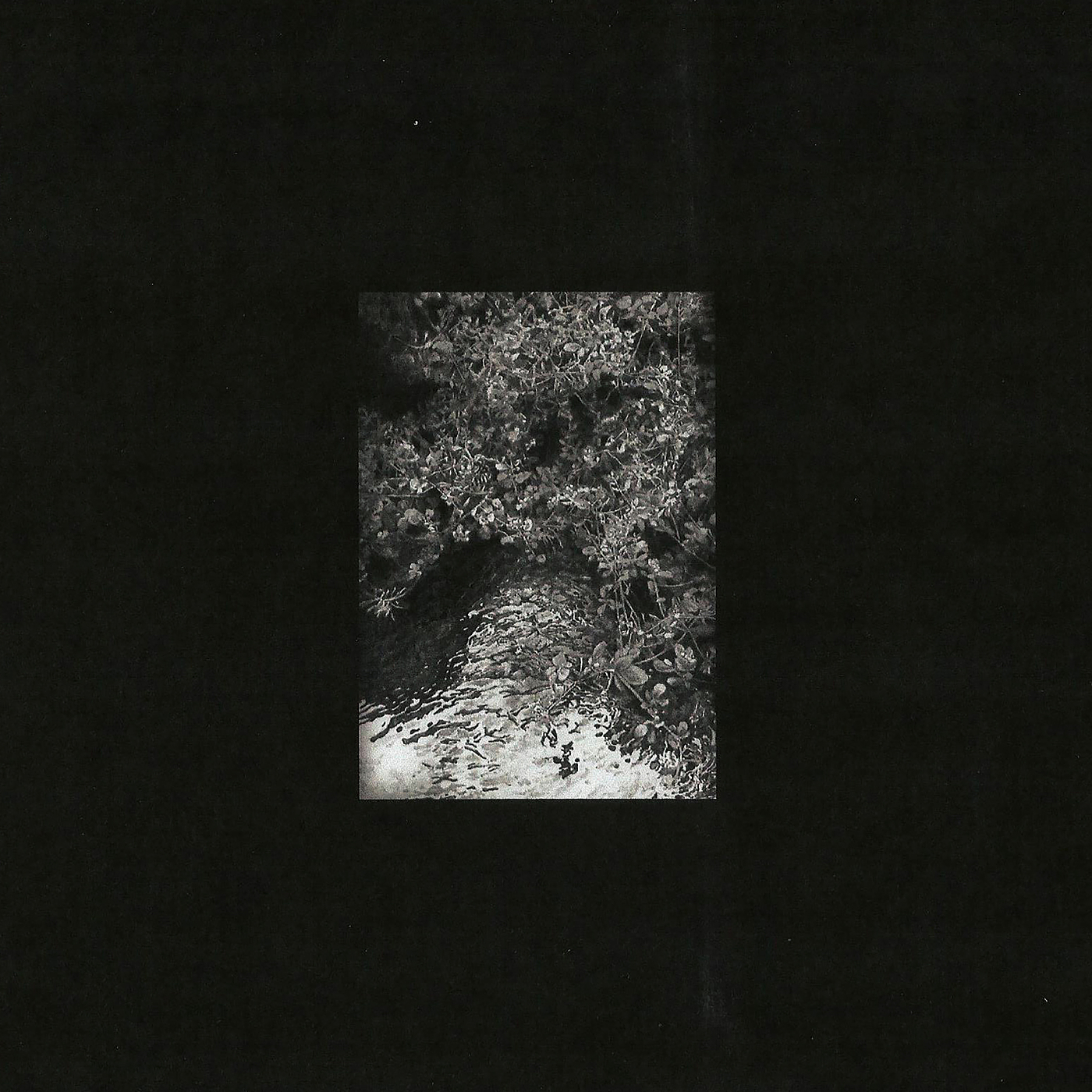 The Trees & The Wild  - Zaman, Zaman album cover